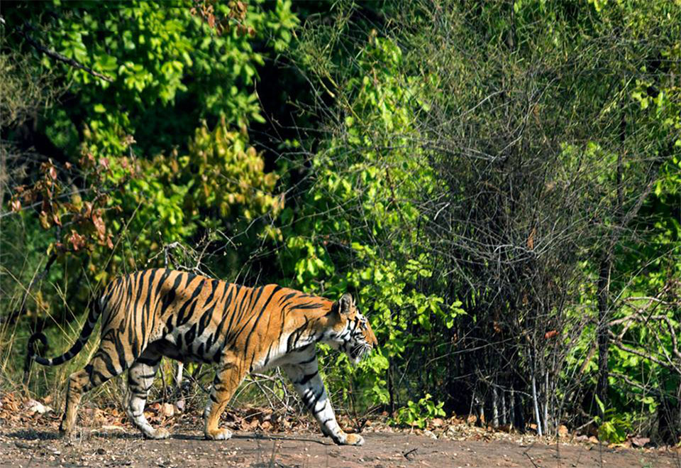 Wildlife Tourism in Central India